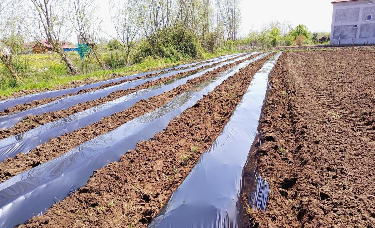Samsun\'da çilek üretimi yaygınlaşıyor