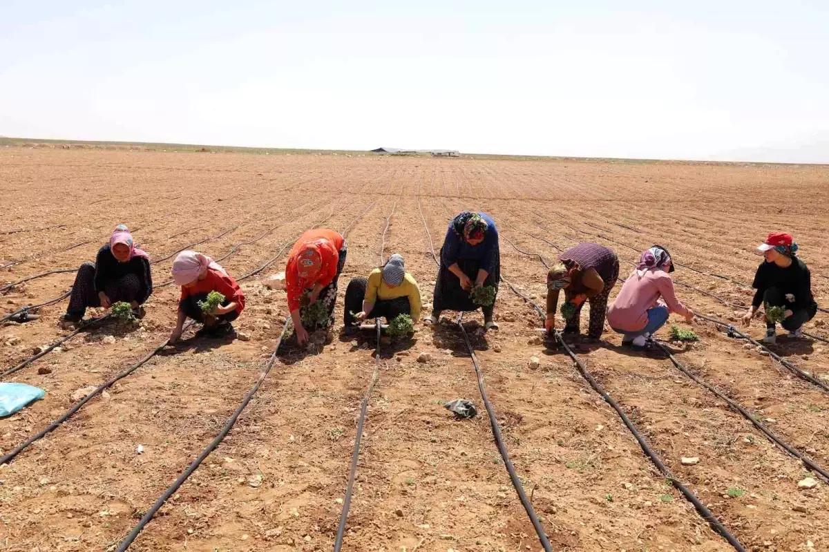 Son dakika! Başkan Altay: 'Kıraç arazileri kekik ve adaçayı ile üretime kazandırıyoruz'