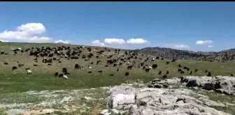 Kahramanmaraş'ta Yaylalara Göç Başladı: '12. Aya Kadar Yaylada Kalıyoruz. Hayvanlarımıza Yemi 5 Gün Geç Versek O Kadar Faydamıza'