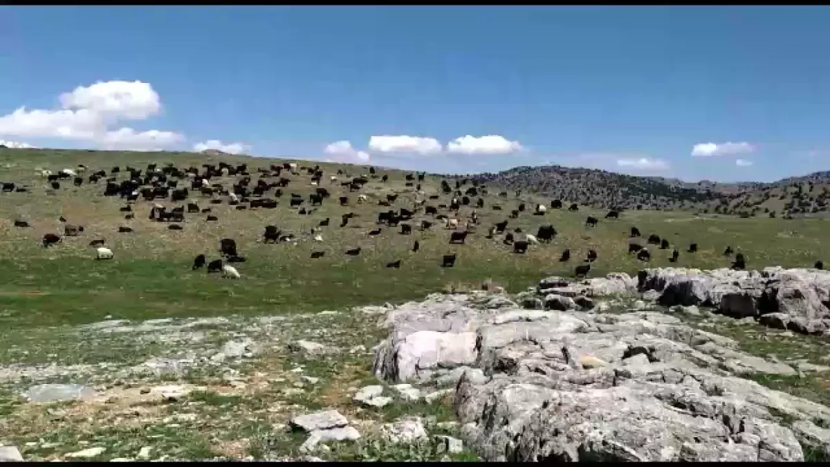 Kahramanmaraş\'ta Yaylalara Göç Başladı: "12. Aya Kadar Yaylada Kalıyoruz. Hayvanlarımıza Yemi 5 Gün Geç Versek O Kadar Faydamıza"