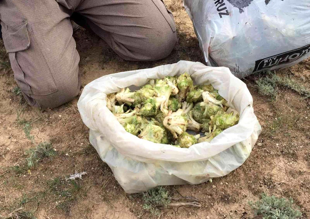 Kulu\'da kenger toplama zamanı başladı