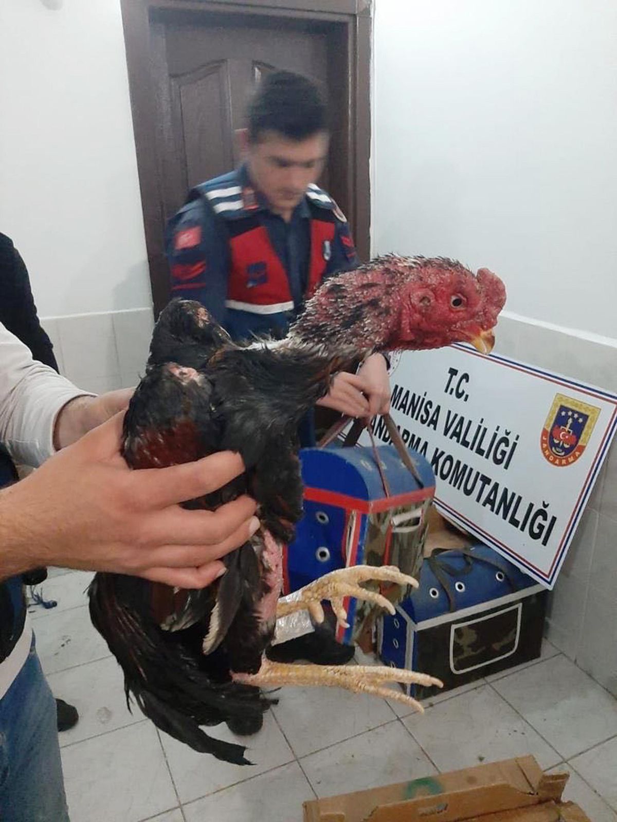 Manisa'da horoz dövüştüren 31 kişiye 56 bin lira para cezası