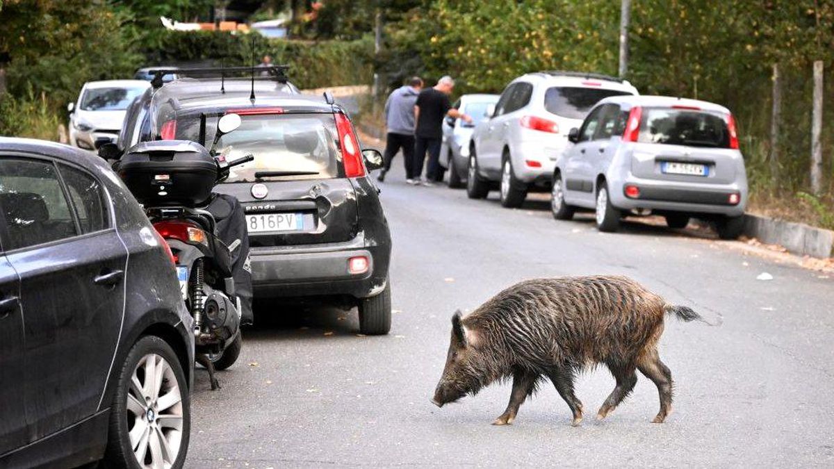 Roma\'da domuz vebası vakası görülmesi üzerine piknik yasağı