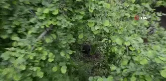 Yabani domuz ve yavrularına köylüler sahip çıktı