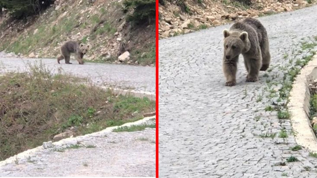 Yolda ayıyla karşılaşan Trabzonlu vatandaşın görüntüleri gülümsetti: Ne var ne yok?