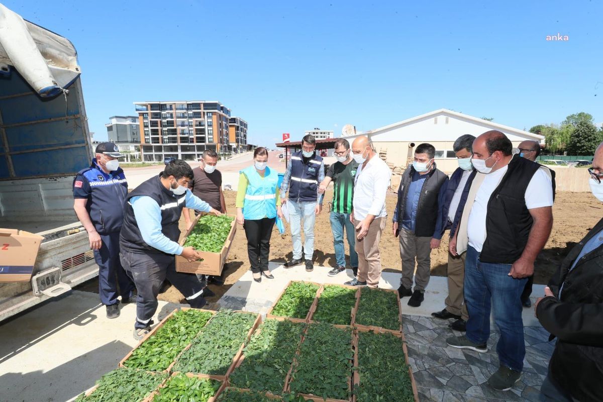 İzmit Belediyesi Çiftçilere 250 Bin Fide Dağıtacak