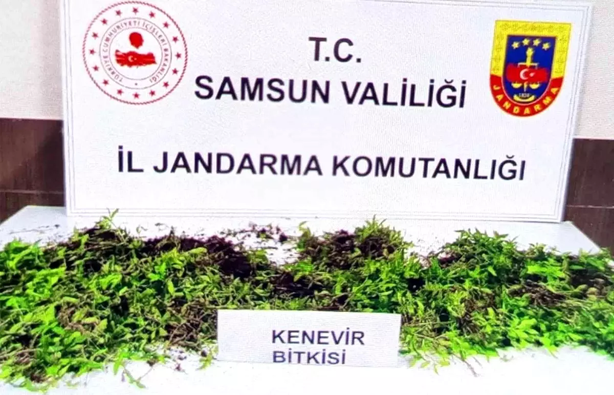 Son dakika... Jandarma 8 bin 758 kök kenevir bitkisi ele geçirdi