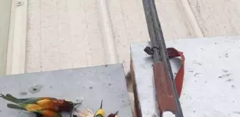 Koruma altındaki arı kuşlarını vurdu, 8 bin lira ceza uygulandı