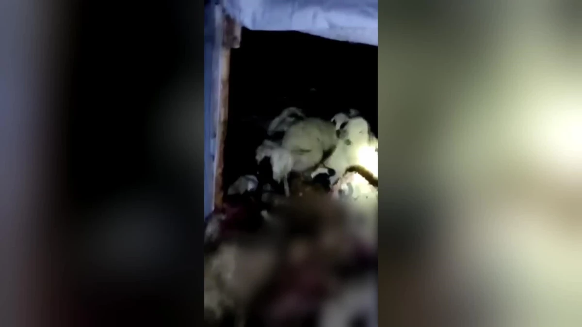 Malatya\'da Kurtlar Ağıldaki 200 Koyunu Öldürdü