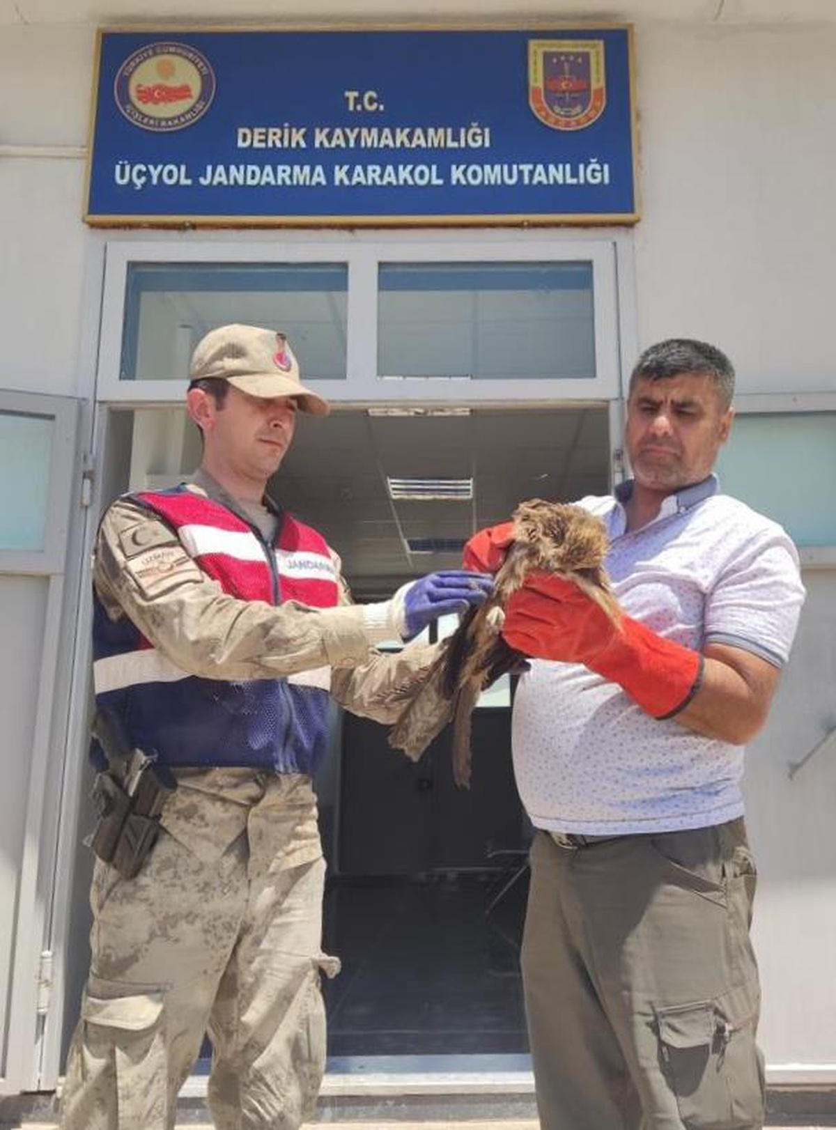 Mardin\'de jandarmanın arazide bulduğu yaralı şahin tedavi edilecek