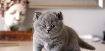 Scottish Fold Nasıl Bir Kedi Irkıdır?