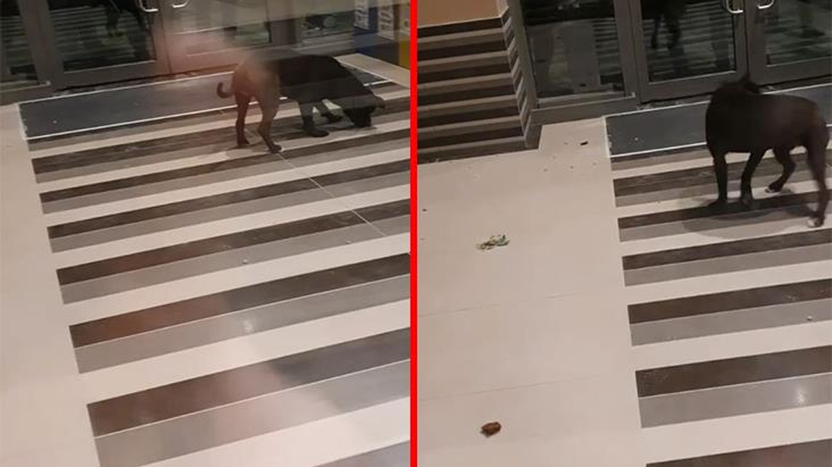 Pitbull cinsi köpek dört kişiyi yaraladı: Mahkemeden köpeği silah sayma yönünde karar