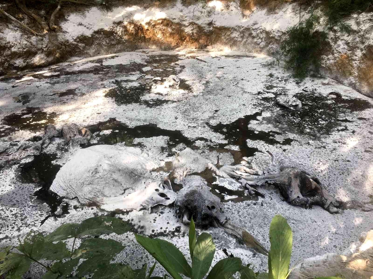Son dakika gündem: Tayland ormanlarında 5 ölü fil bulundu