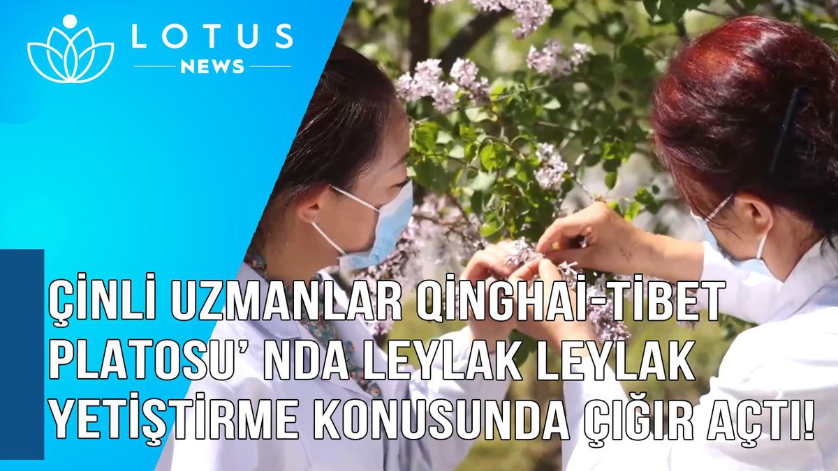 Video: Çinli Uzmanlar Qinghai-Tibet Platosu\'nda Leylak Yetiştirme Konusunda Çığır Açtı
