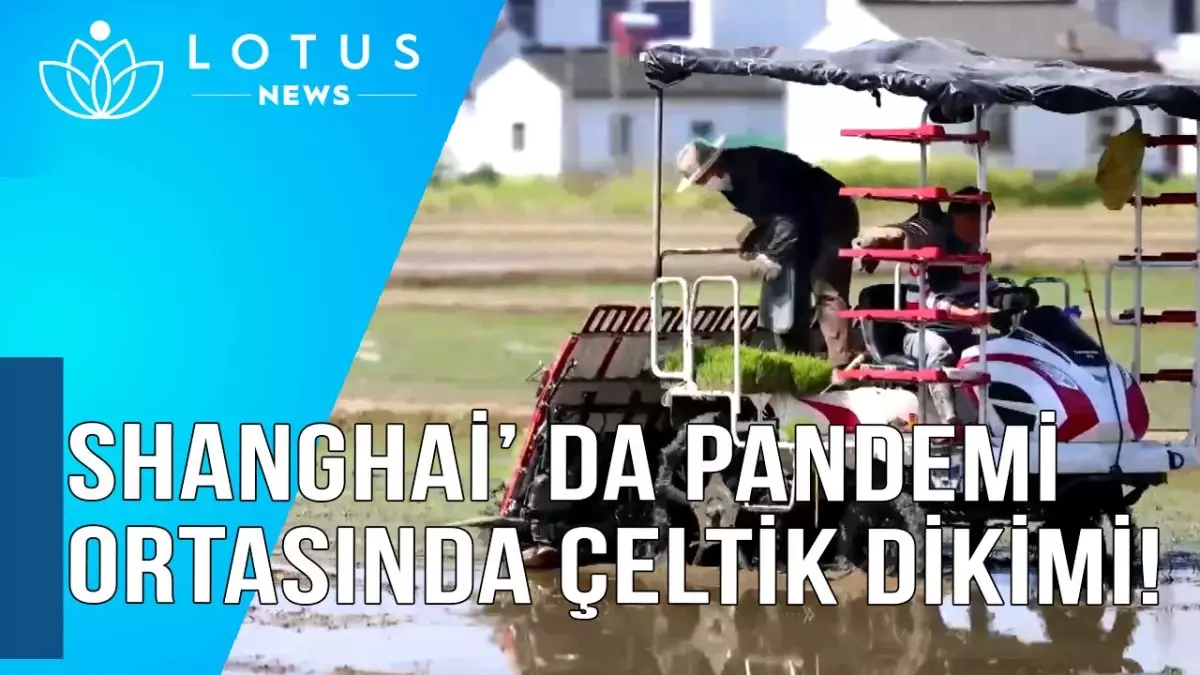 Video: Shanghai\'da Pandeminin Ortasında Çeltik Dikimi Yapılıyor