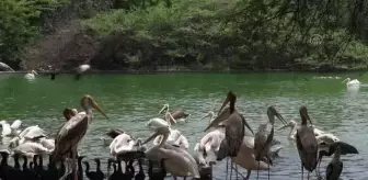 YENİ DELHİ - Hindistan'da Dünya Göçmen Kuşlar Günü