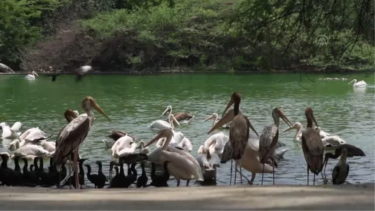 YENİ DELHİ - Hindistan\'da Dünya Göçmen Kuşlar Günü