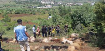 Yıldırım düştü, 53 küçükbaş hayvan telef oldu