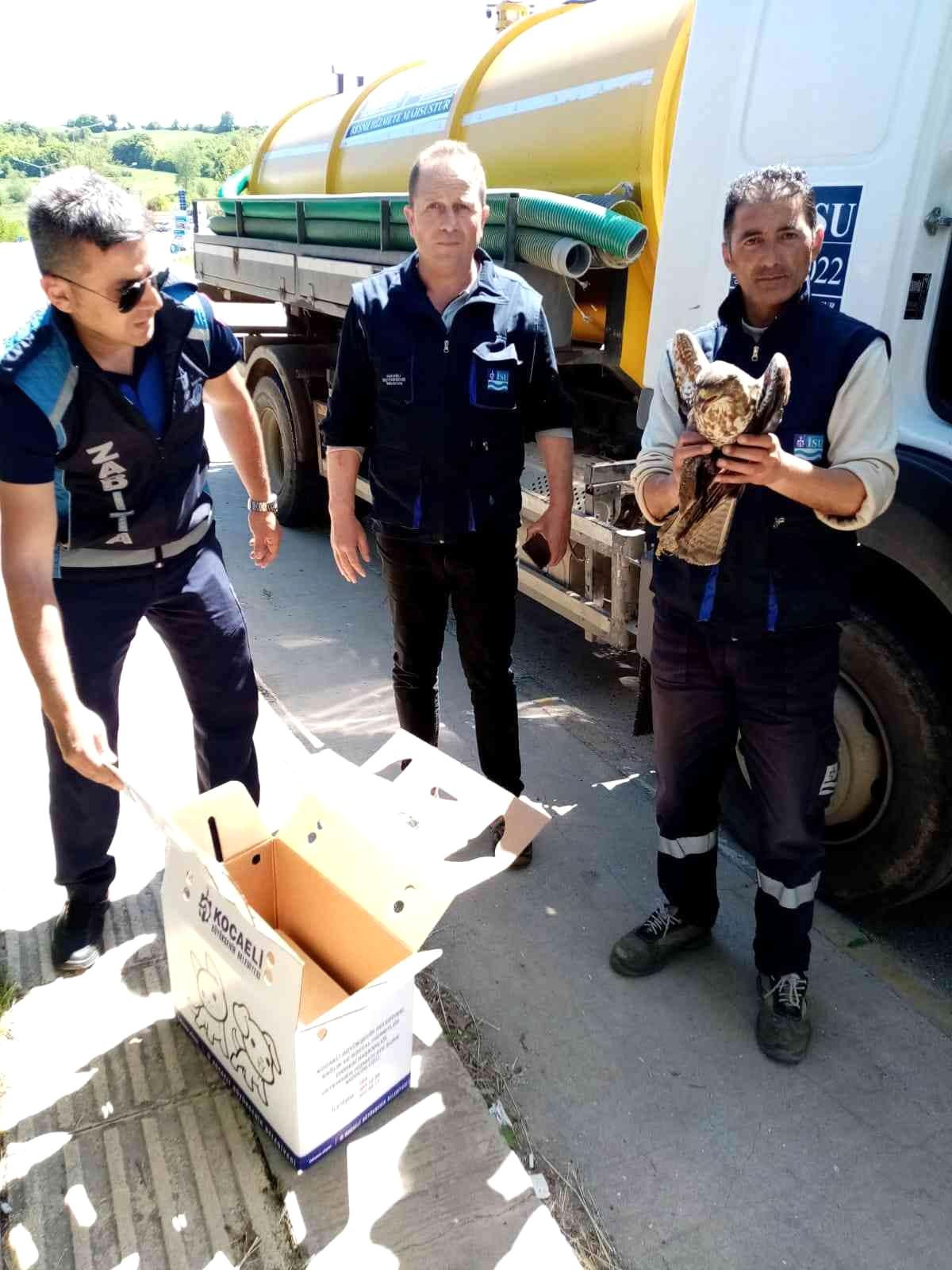 Aracın çarptığı şahin yaralandı