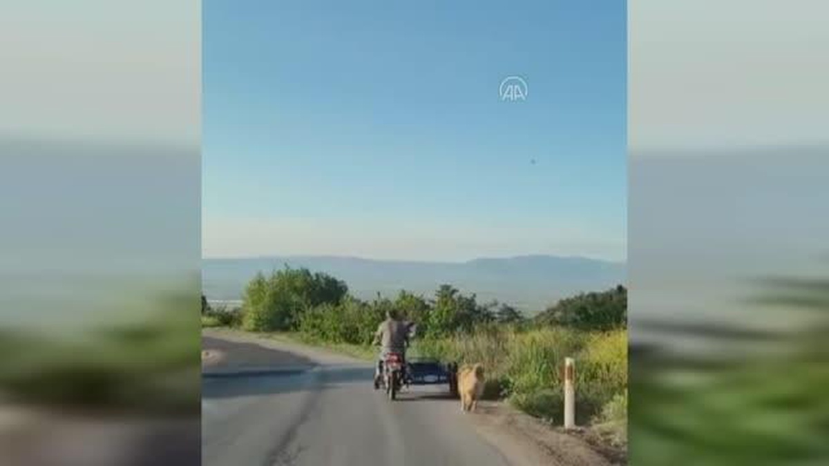 Son dakika... Bir kişinin motosiklete bağlayarak şiddet uyguladığı köpeği jandarma kurtardı