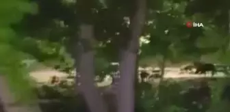 Domuzlar görenleri şaşkına çevirdi