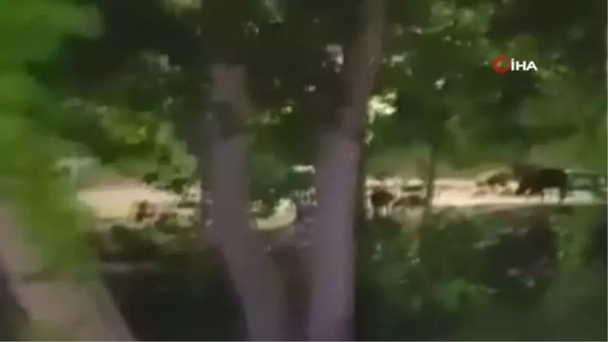 Domuzlar görenleri şaşkına çevirdi