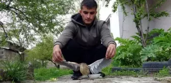 KEDİNİN SALDIRDIĞI CÜCE BALABAN KUŞUNU SON ANDA KURTARDI