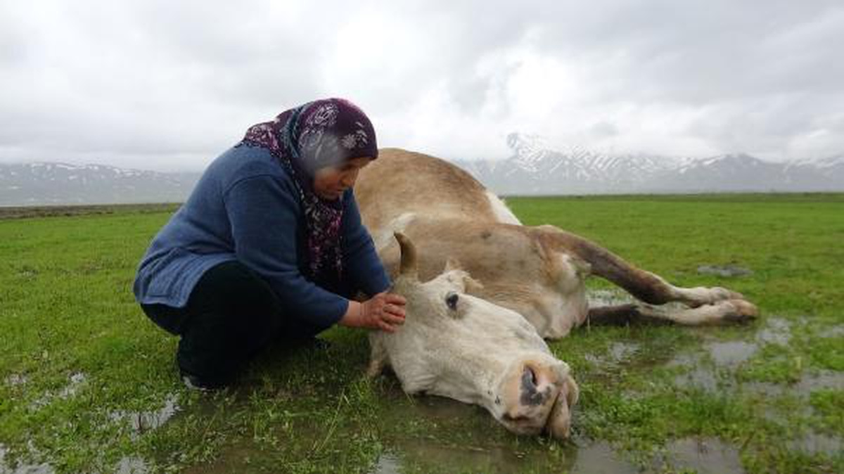 TEK GEÇİM KAYNAĞI İNEĞİ ÖLDÜ, BÜYÜK ÜZÜNTÜ YAŞADI