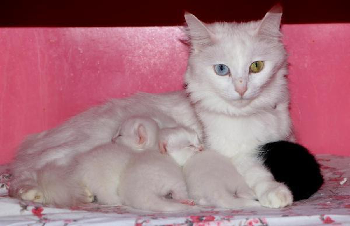 VAN KEDİ VİLLASI\'NDA 100 YENİ YAVRU DÜNYAYA GELDİ