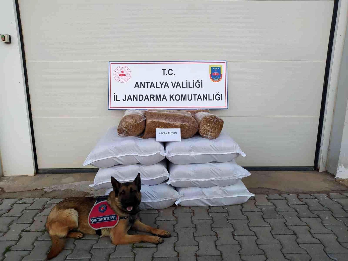 Yolcu otobüsünde 210 kilogram kaçak tütün ele geçirildi