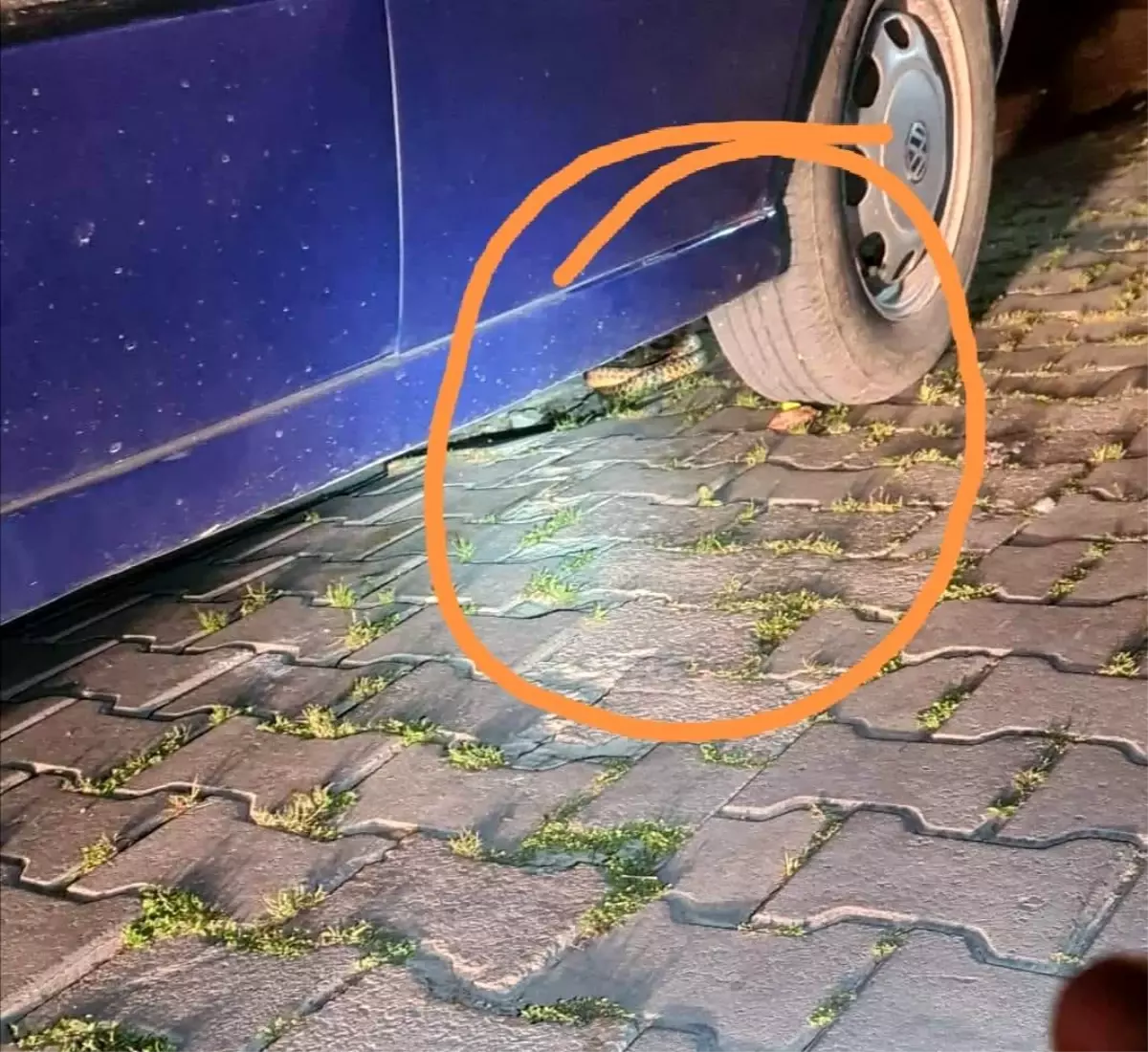 Bandırma'da yılan paniği