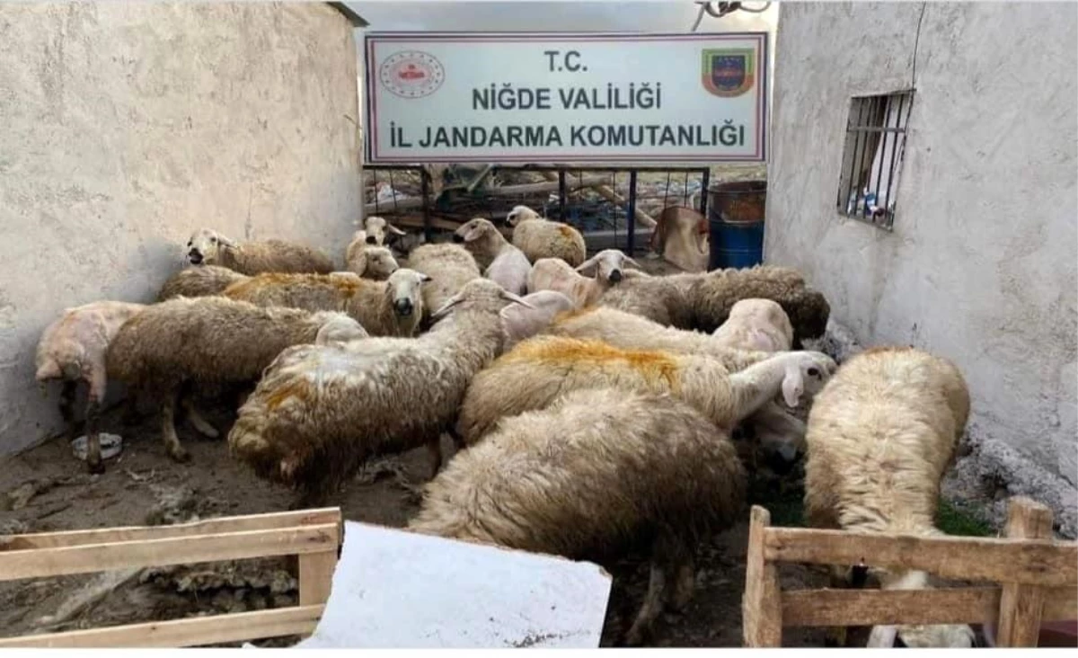Son dakika haberi | Jandarma koyun hırsızını kısa sürede yakaladı