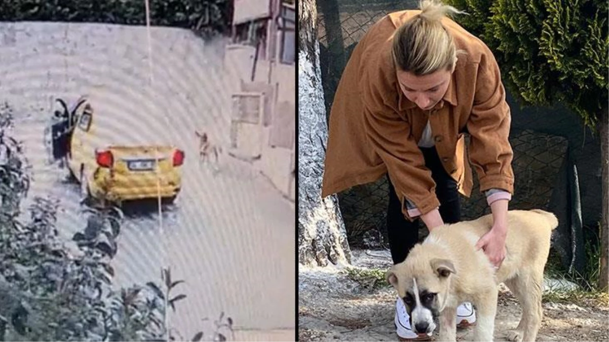 Sokak köpeğini ezip can çekişmesini izledi! Cani taksici, arkasına bakmadan kaçtı