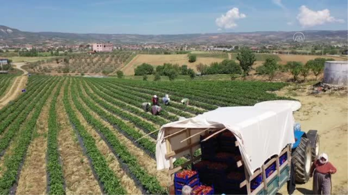 Tescilli Köprübaşı çileğinin ekim alanı genişliyor