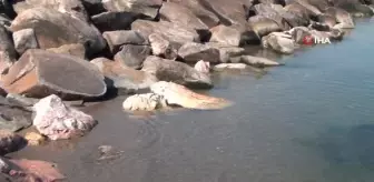 15 metrelik deniz çekilmesi sonrası, lodosun esmesiyle su seviyesi normale döndü