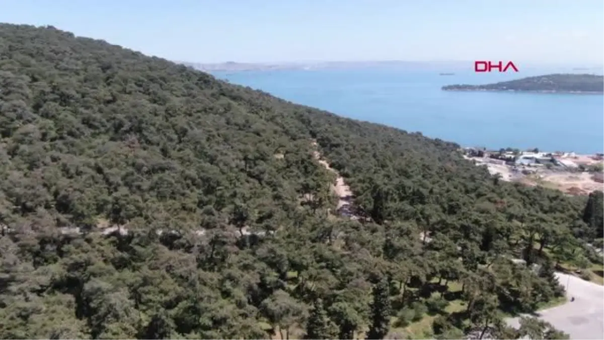 ADALAR\'DA TIRTIL İSTİLASI; \'DÜŞMAN SİNEKLER\' GÖREVDE