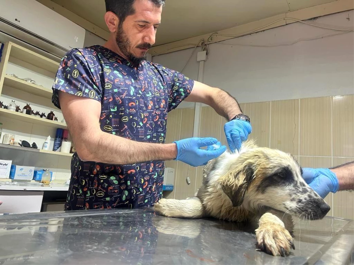 Adıyaman\'da yaralı köpek tedavi altına alındı