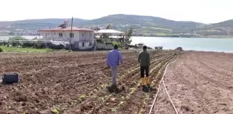 Çiftçiler tütün ekimine başladı