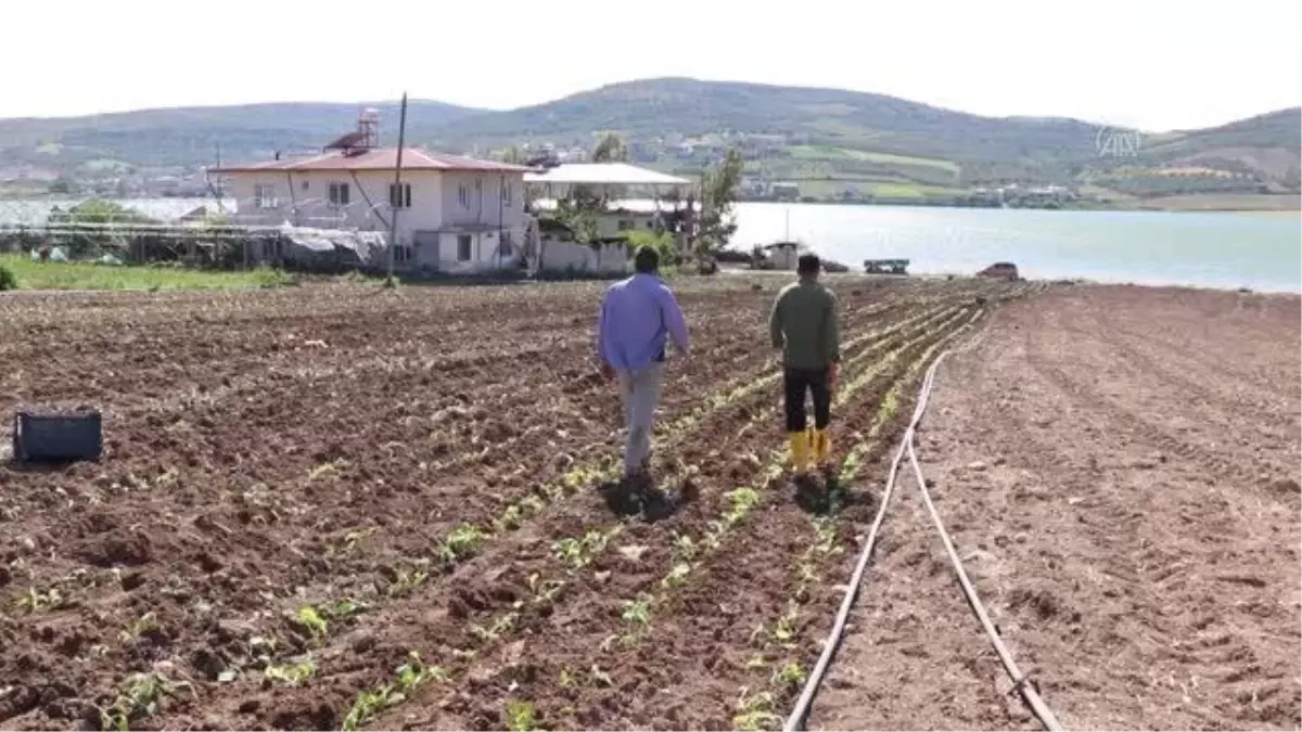 Çiftçiler tütün ekimine başladı