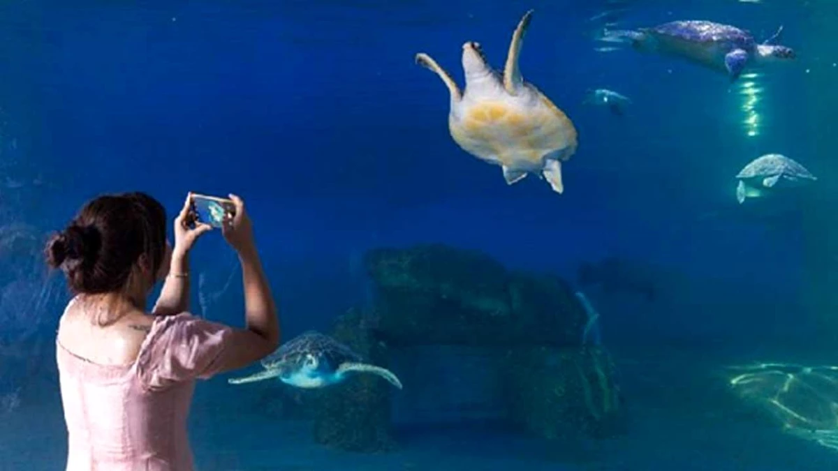 Çin\'deki Deniz Kaplumbağası Koruma Alanında Yılın İlk Yumurtlaması Gerçekleşti