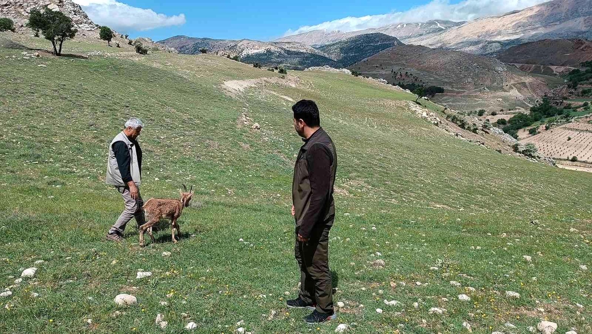 Dağ keçileri tedavilerinin ardından doğaya bırakıldı