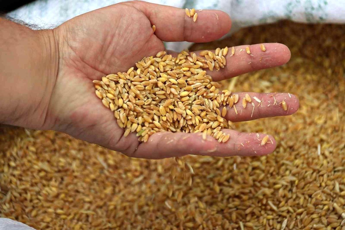 Edirne\'de buğday 5 lira 667 kuruştan satıldı