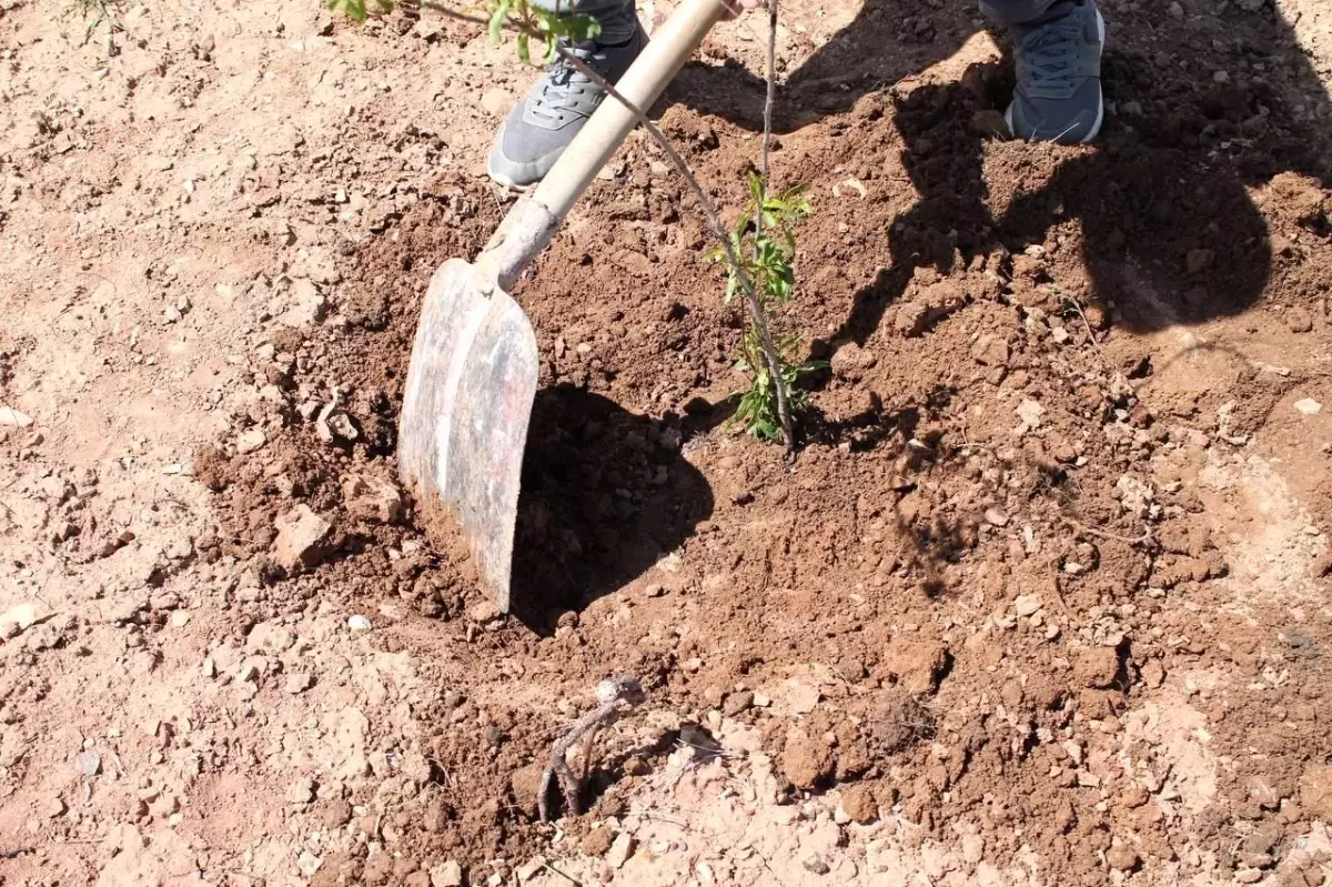 "Hırsızlık" davasında 30 fidan dikme şartıyla uzlaştılar