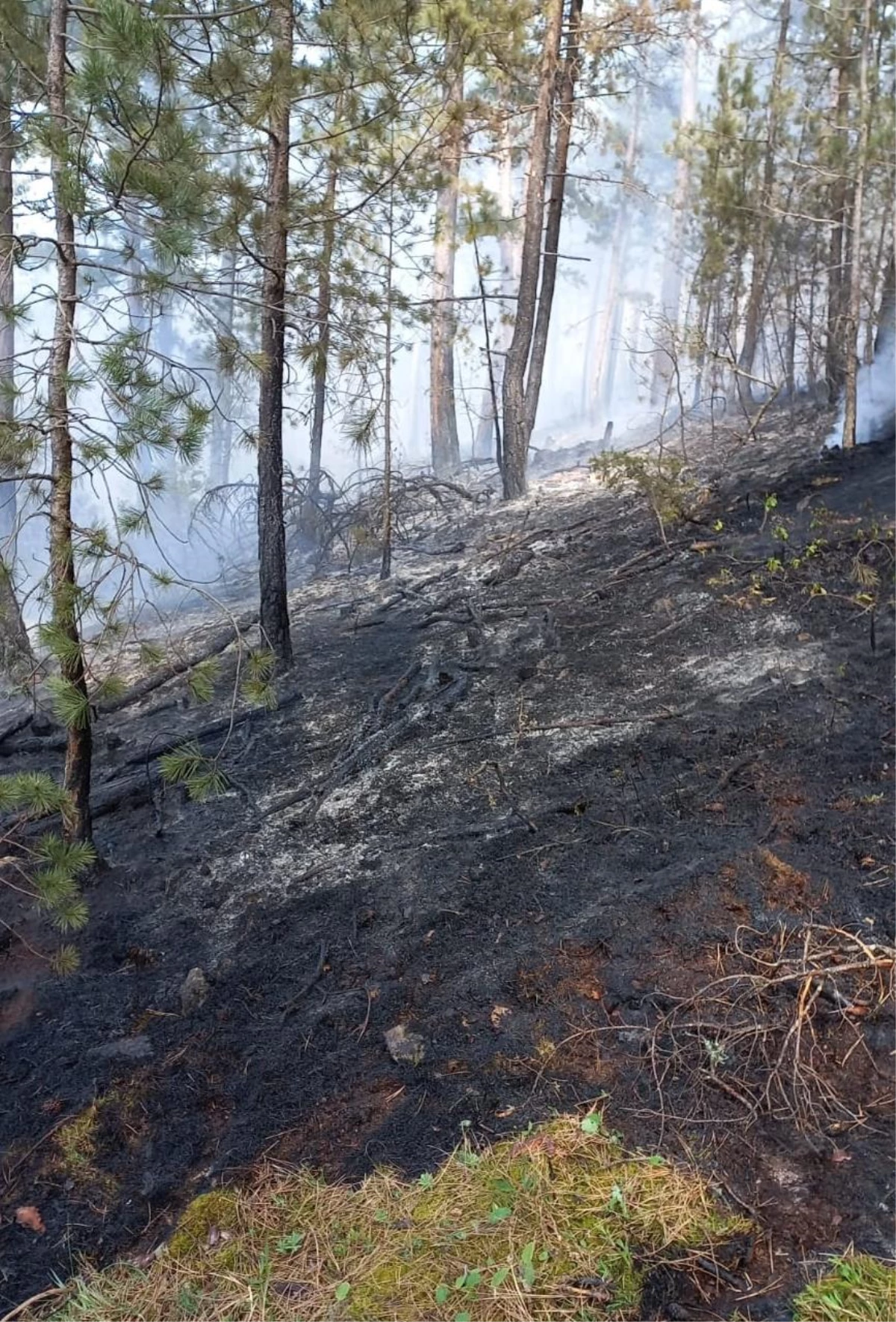 Kastamonu\'da çıkan orman yangını söndürüldü