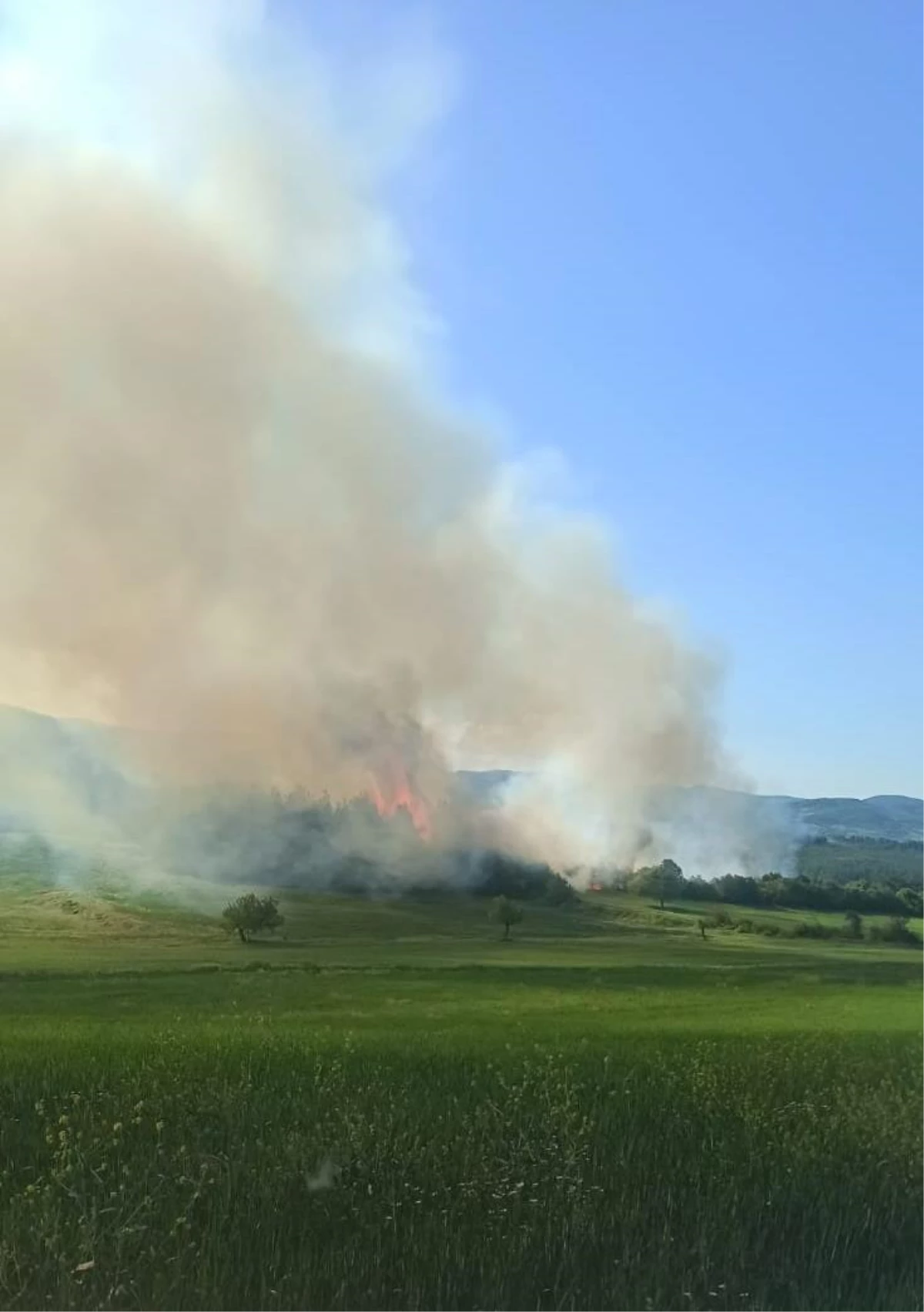 Manisa\'da çıkan orman yangını kontrol altına alındı