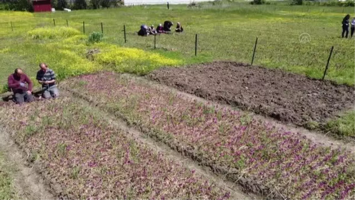 Özel izinle üretilen salep orkidesinin hasadına başlandı