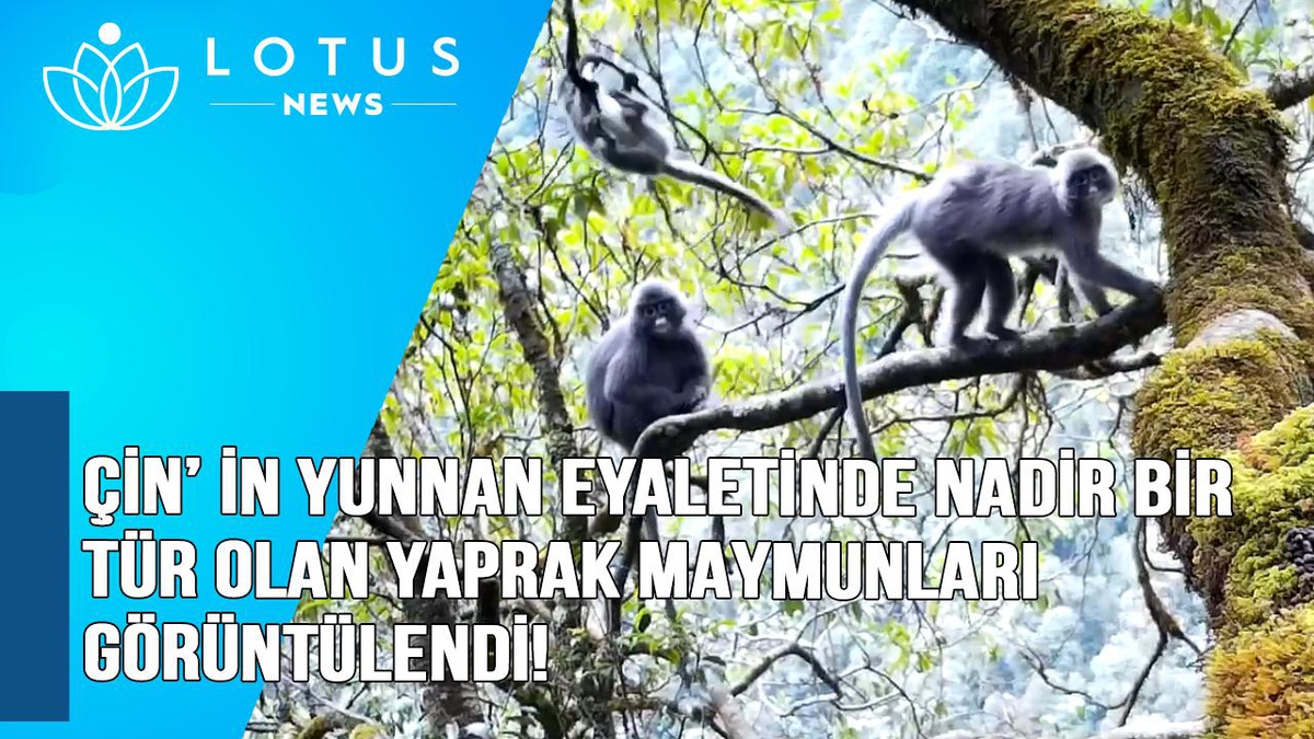 Video: Çin\'in Yunnan Eyaletinde Nadir Bir Tür Olan Yaprak Maymunları Görüldü