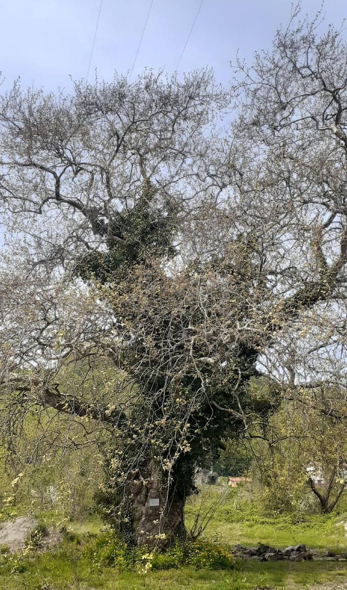 Zonguldak'ta 300 yaşındaki çınar, 'anıt ağaç' olarak tescillendi