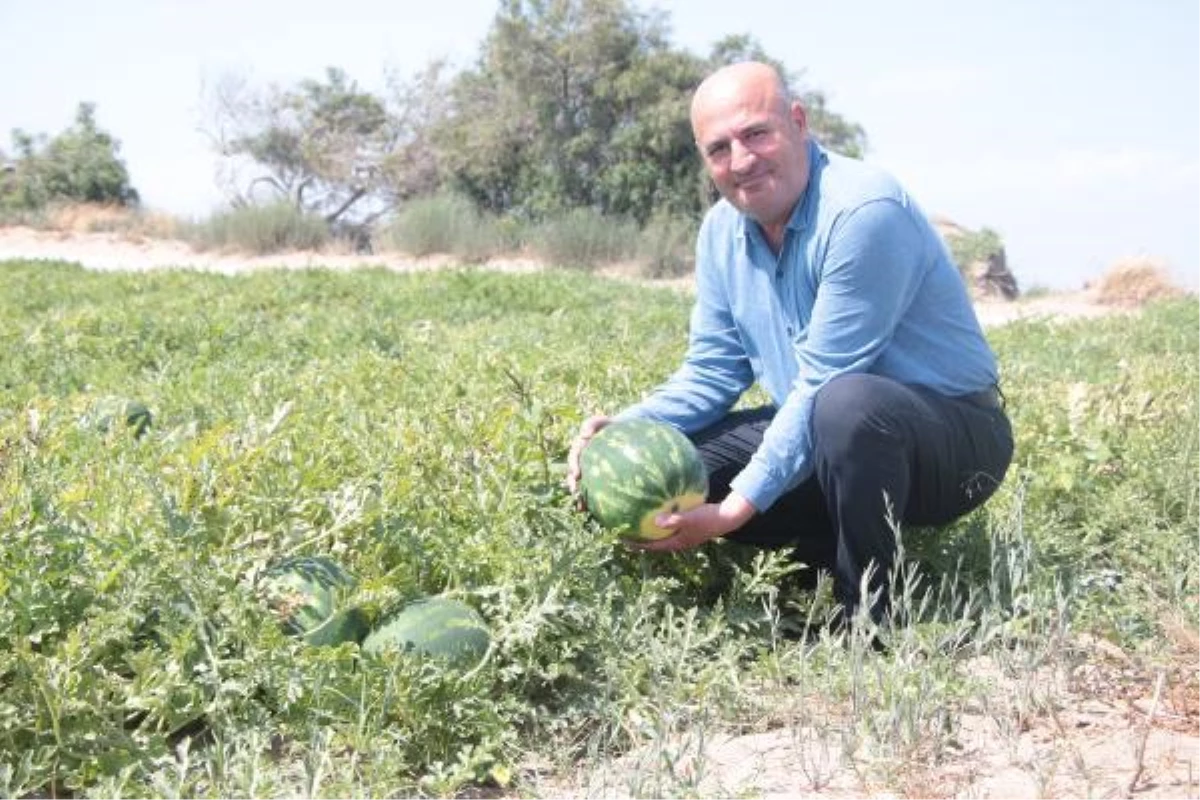 ADANA\'DA EKİM ALANI AZALAN KARPUZUN HASADINA SAYILI GÜNLER KALDI