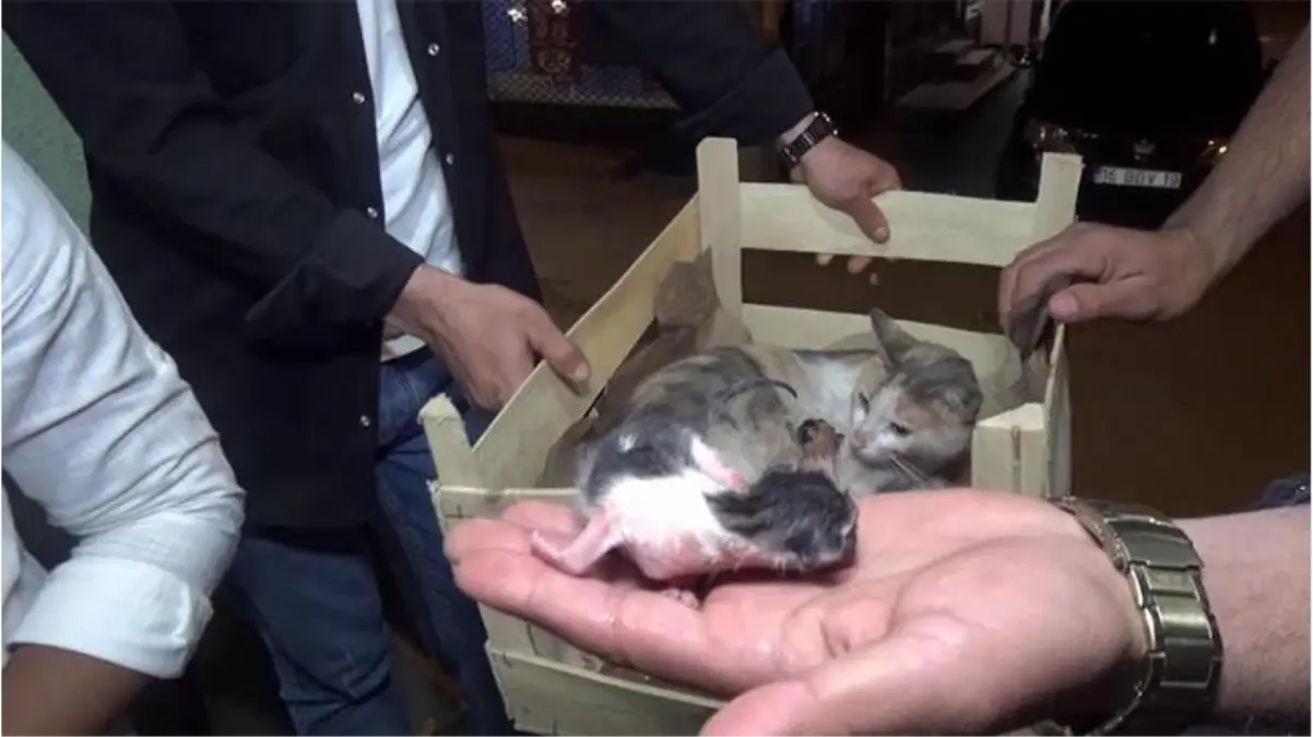 Bursa'da bir kedi okey masası yanında doğurdu